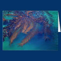 Kelp, Point Lobos, Carmel, CA cards
