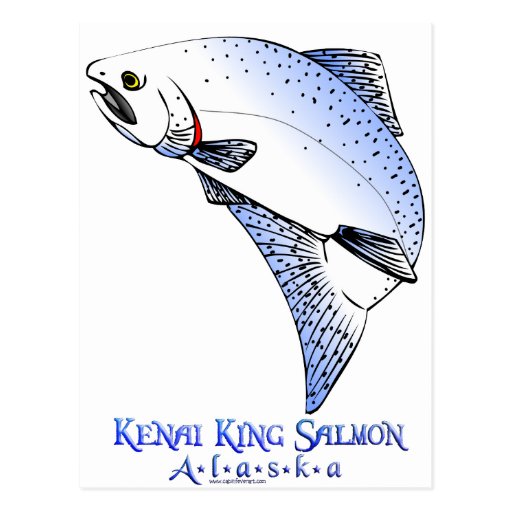 KENAI RIVER  KING SALMON POSTCARD