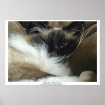 KENJI SU - BIRMAN - RAGDOLL CAT Photo Poster