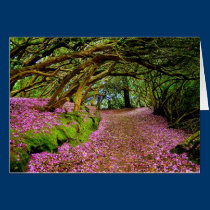 Kenmare Fairy Road cards