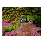 Kenmare Fairy Road Post Card