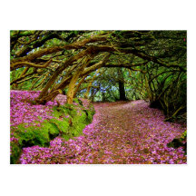 Kenmare Fairy Road Post Card
