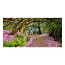 Kenmare Rhododendron Tunnel photo cards by Irishdreams Kenmare Rhododendron Tunnel photo cards