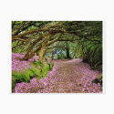 Kenmare Rhododendron Tunnel postcards by Irishdreams Kenmare Rhododendron Tunnel postcards