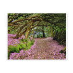 Kenmare Rhododendron Tunnel Post Card