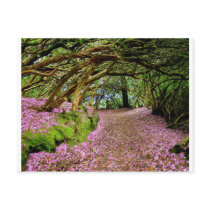 Kenmare Rhododendron Tunnel