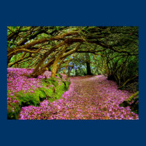 Kenmare  Rhododendron Tunnel - The... - Customized posters