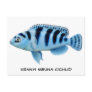 Kennyi African Cichlid Postcard