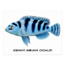Kennyi African Cichlid Postcard