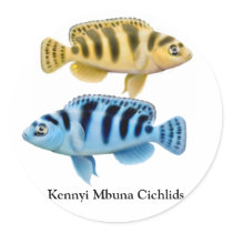 Kennyi African Rift Lake Cichlids Sticker by twopurringcats Kennyi African Rift Lake Cichlids Sticker