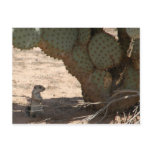 Kenny's Critter Postcards