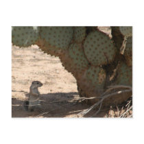 Kenny's Critter postcards