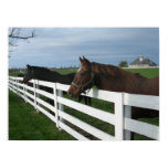 Kentucky Bluegrass Country