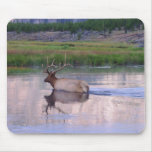 Kentucky Elk