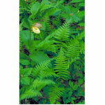 Kentucky lady's slipper