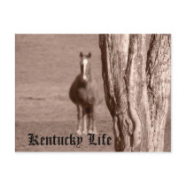 Kentucky Life postcards