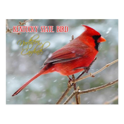 Kentucky State Bird Northern Cardinal Postcard Zazzle