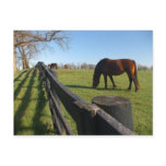 Kentucky Thoroughbreds