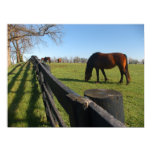 Kentucky Thoroughbreds