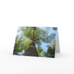 Kentucky Tree