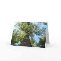 Kentucky Tree cards by JaguarPhotos Kentucky Tree cards