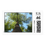 Kentucky Tree postage
