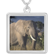 Kenya: Amboseli, male African elephant Pendant