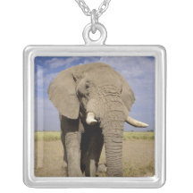 Kenya: Amboseli National Park, male elephant Necklaces