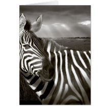 Kenya. Black & white of zebra and plain. Greeting Cards
