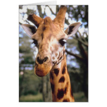 Kenya cute giraffe cards by ZazzleDayz Kenya cute giraffe cards