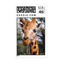 Kenya cute giraffe postage