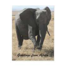 kenya elephant greetings postcard