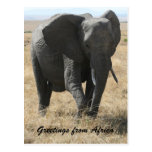 kenya elephant greetings postcard