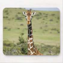 Kenya, Lewa Conservancy, Masai Giraffe standing Mousepads