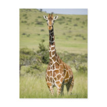 Kenya, Lewa Conservancy, Masai Giraffe standing Postcards