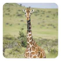 Kenya, Lewa Conservancy, Masai Giraffe standing Square Sticker