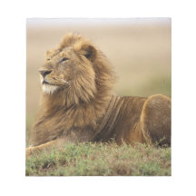 Kenya, Masai Mara. Adult male lion on termite Memo Pad