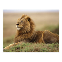 Kenya, Masai Mara. Adult male lion on termite Post Card