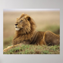 Kenya, Masai Mara. Adult male lion on termite Print