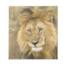 Kenya, Masai Mara. Close-up of lion. Credit as: Memo Notepads