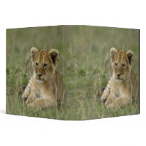 Kenya, Masai Mara Game Reserve. African Lion Vinyl Binder