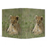 Kenya, Masai Mara Game Reserve. African Lion Vinyl Binder