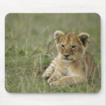 Kenya, Masai Mara Game Reserve. African Lion Mousepad