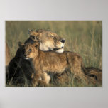 Kenya, Masai Mara Game Reserve, Lioness posters