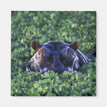 Kenya, Masai Mara National Reserve. Fridge Magnets