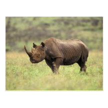 Kenya, Nairobi National Park. Black Rhinoceros Post Cards