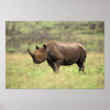 Kenya, Nairobi National Park. Black Rhinoceros Print