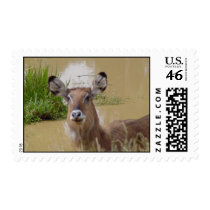 Kenya postage