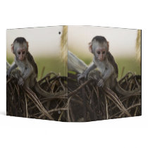 Kenya, Samburu Game Reserve. Vervet Monkey Binders