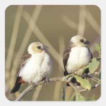 Kenya, Samburu National Reserve. Pair of Sticker